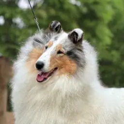 Female Rough Collie - Bitch